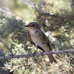 Spotted Flycatcher