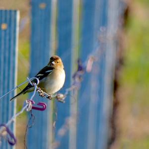 Eurasian Chaffinch