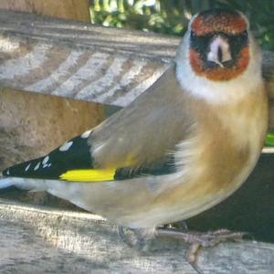 European Goldfinch