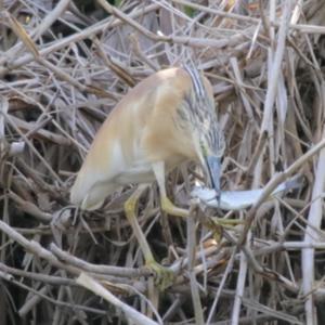 Squacco Heron