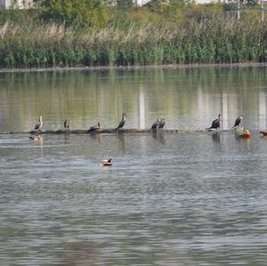 Great Cormorant