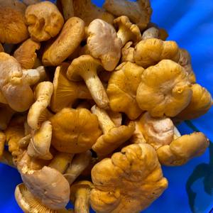 Chanterelle, Common