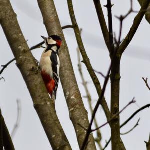 Great Spotted Woodpecker