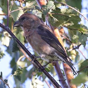 Red Crossbill