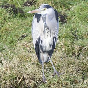 Grey Heron