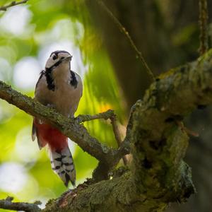 Great Spotted Woodpecker