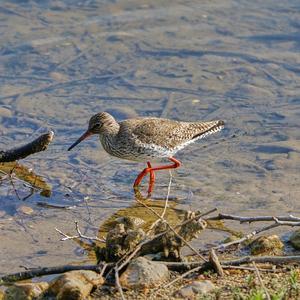 Common Redshank