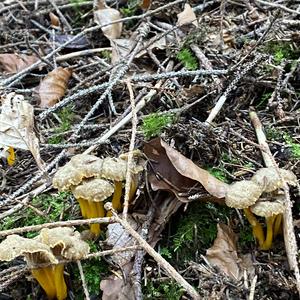 Trumpet Chanterelle