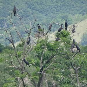 Great Cormorant