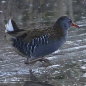 Water Rail