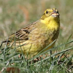 Yellowhammer