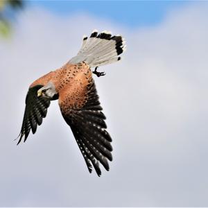 Common Kestrel