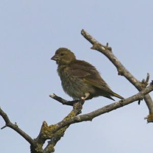 Yellowhammer