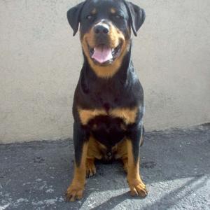 Rottweiler