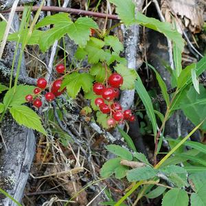 Unknown Species