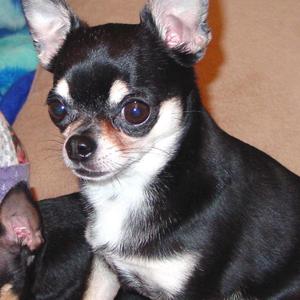 Chihuahua