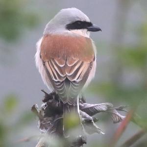 Red-backed Shrike