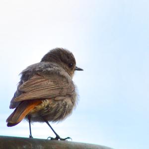 Black Redstart