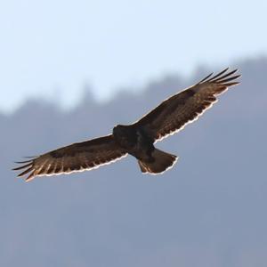 Common Buzzard