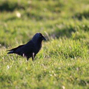 Eurasian Jackdaw