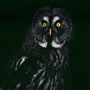 Great Grey Owl