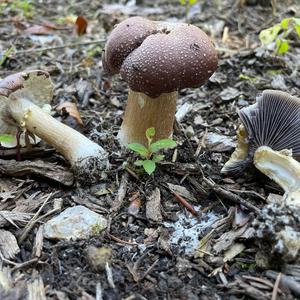 Wine-cap Stropharia