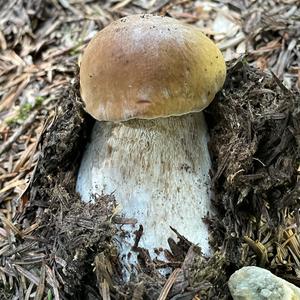 King Bolete