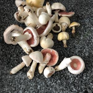 Meadow Agaric