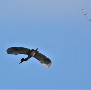 Green Heron