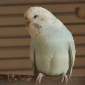 Budgerigar