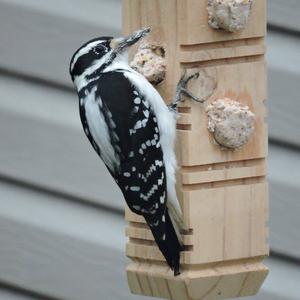 Downy Woodpecker