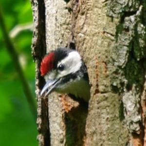 Great Spotted Woodpecker