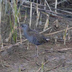 Water Rail