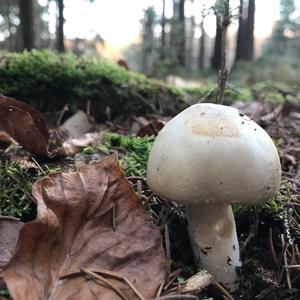 Horse Mushroom