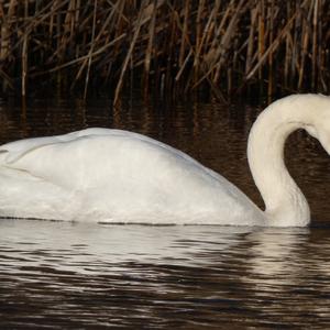 Höckerschwan