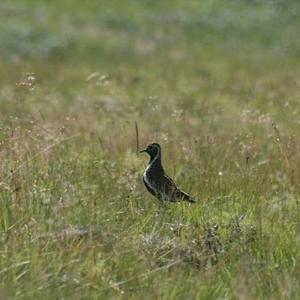 Eurasian Golden Plover