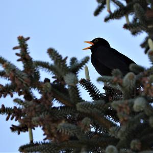 Eurasian Blackbird