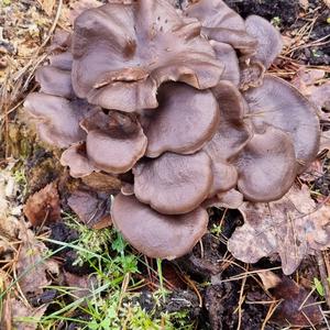 Oyster Mushroom