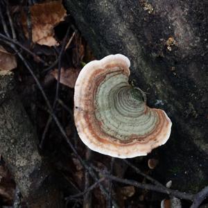 Turkey-tail