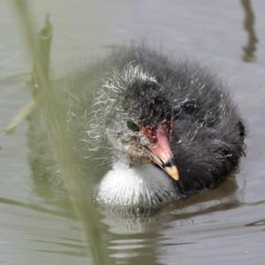 Common Coot