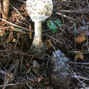 Parasol Mushroom