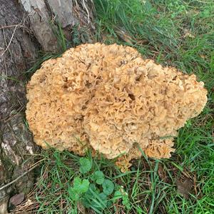 Eastern Cauliflower Mushroom