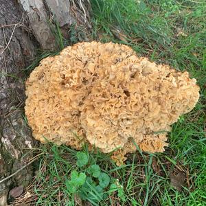 Eastern Cauliflower Mushroom