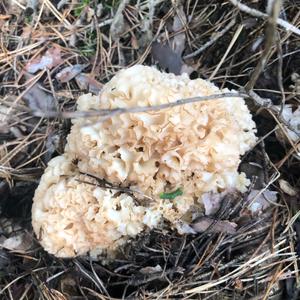 Eastern Cauliflower Mushroom