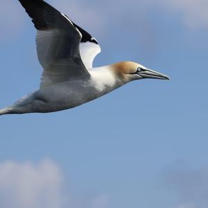 Northern Gannet