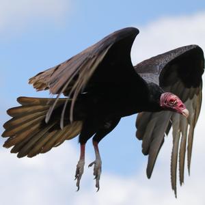 Turkey Vulture