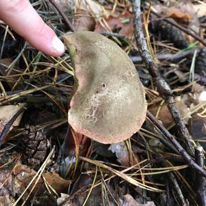 Yellow-cracked Bolete