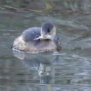 Little Grebe