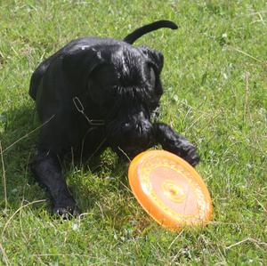 Giant Schnauzer