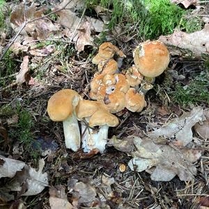 Hedgehog Fungus, Common